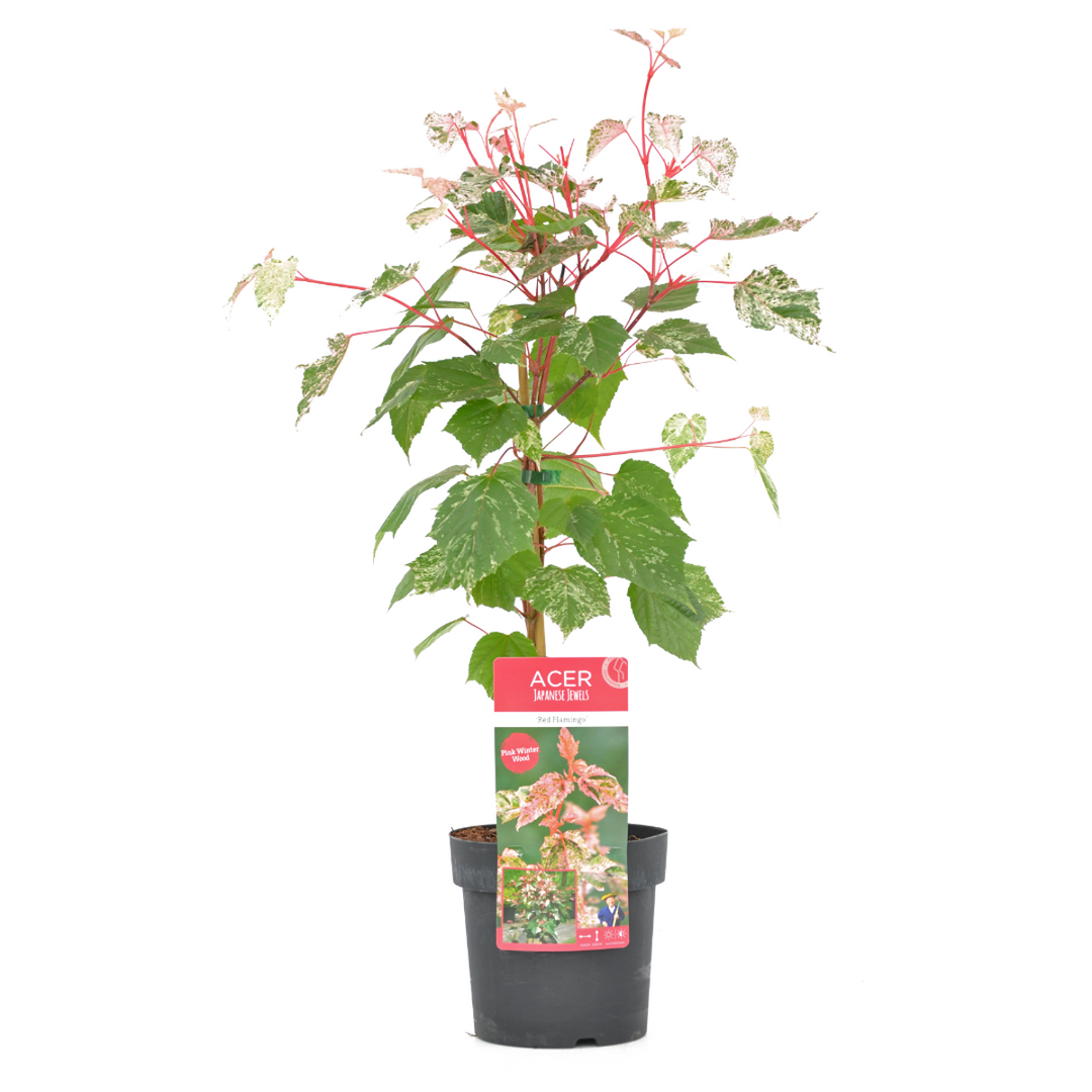 Acer conspicuum 'Red Flamingo'
