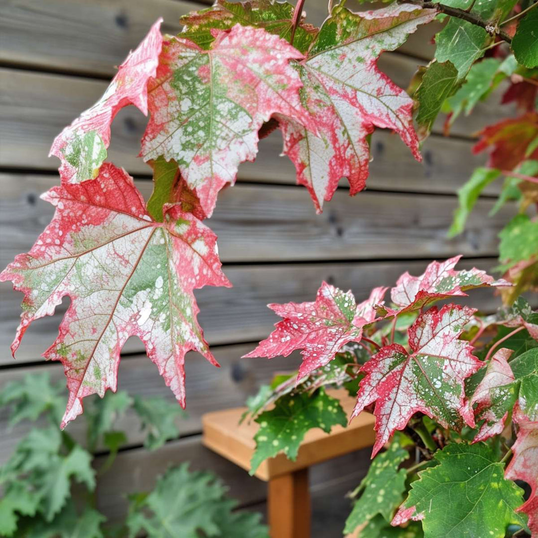 Acer conspicuum - Set od 2 - 'Crveni flamingo' - Javor