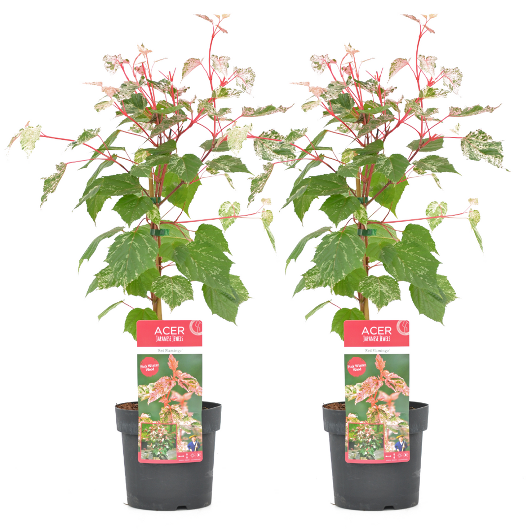 Acer conspicuum - Set od 2 - 'Crveni flamingo' - Javor