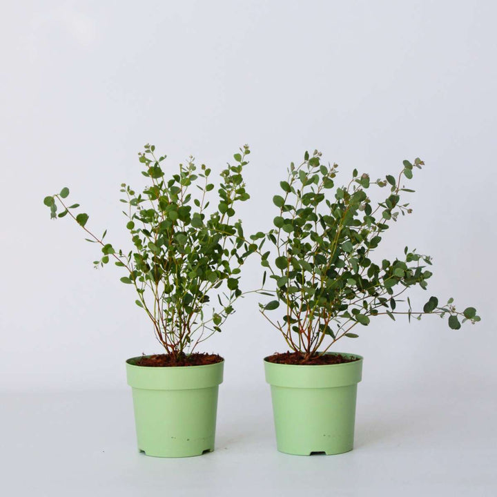 Eucalyptus 'Botanic Hearts' - Set van 2