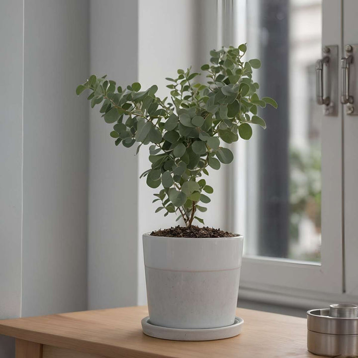 Eucalyptus parvifolia 'Oliva' - Set van 2