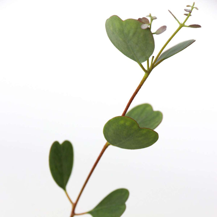 Eukalyptus 'Botanic Hearts'