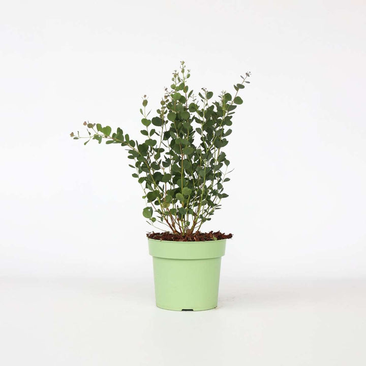 Eukalyptus 'Botanic Hearts'