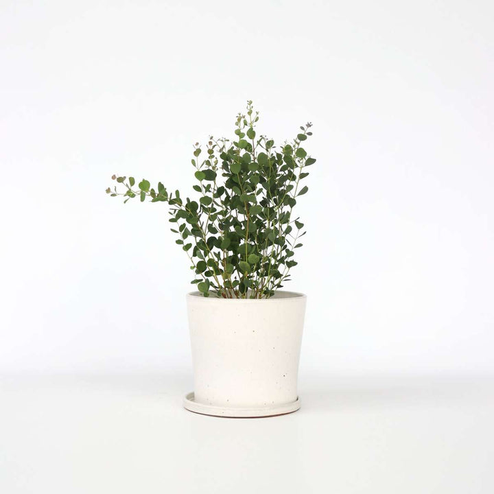 Eukalyptus 'Botanic Hearts'