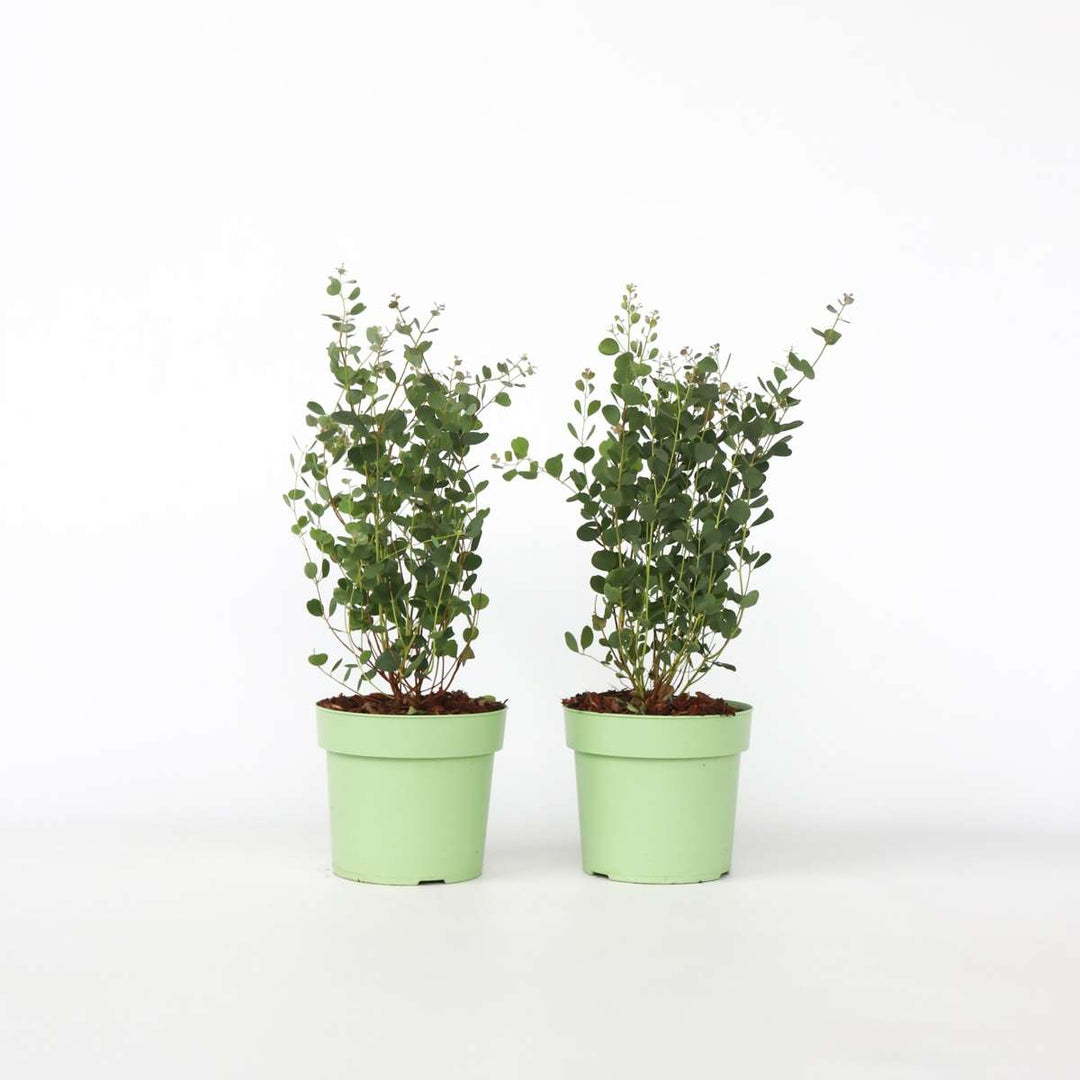 Eukalipto „Botaninės širdys“ – 2 rinkinys