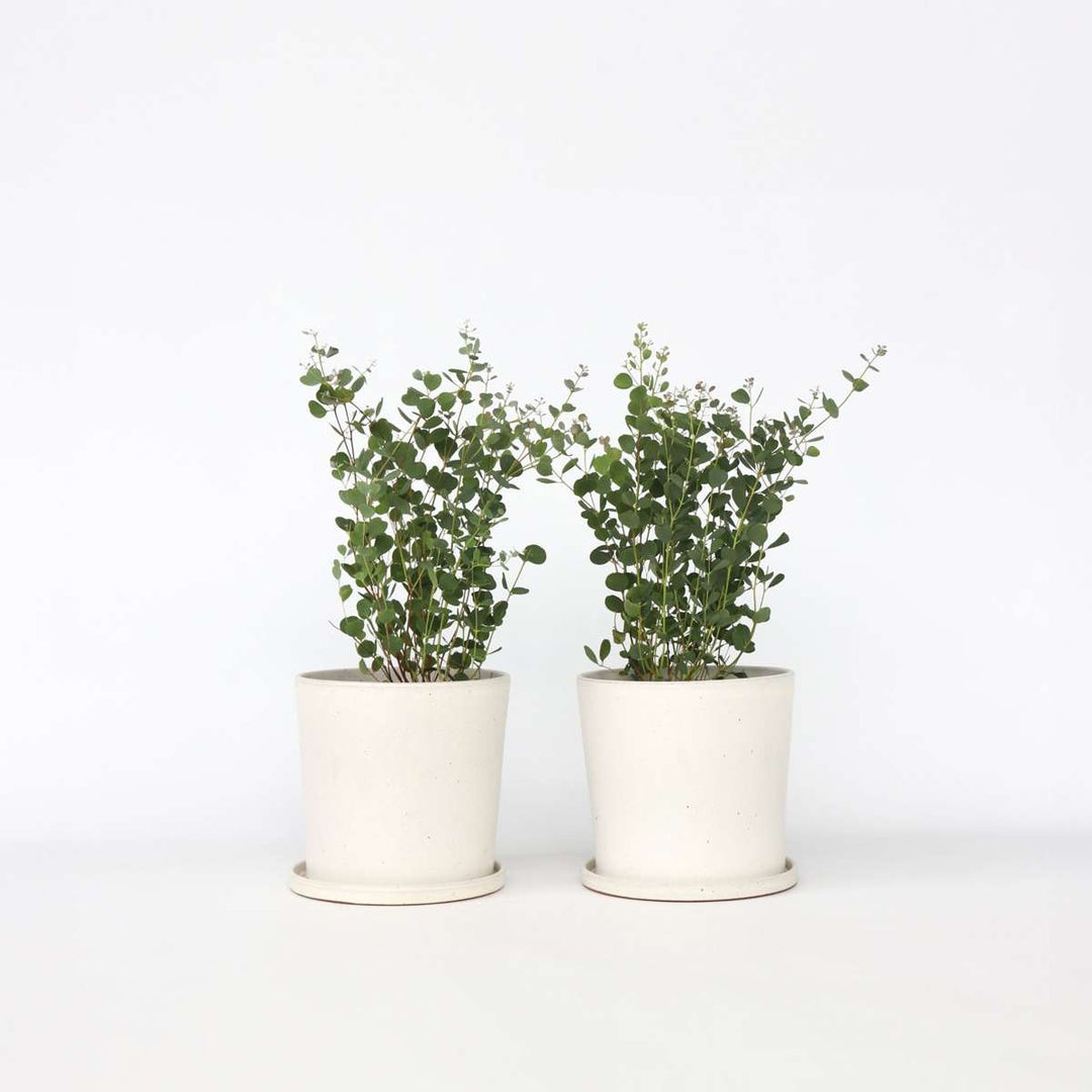 Eukalipto „Botaninės širdys“ – 2 rinkinys