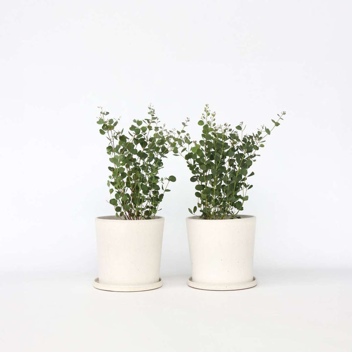 Eukalipto „Botaninės širdys“ – 2 rinkinys