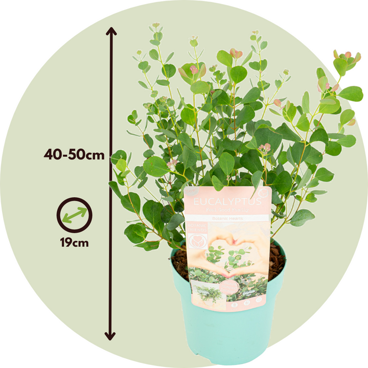 Eukalipto „Botaninės širdys“ – 2 rinkinys