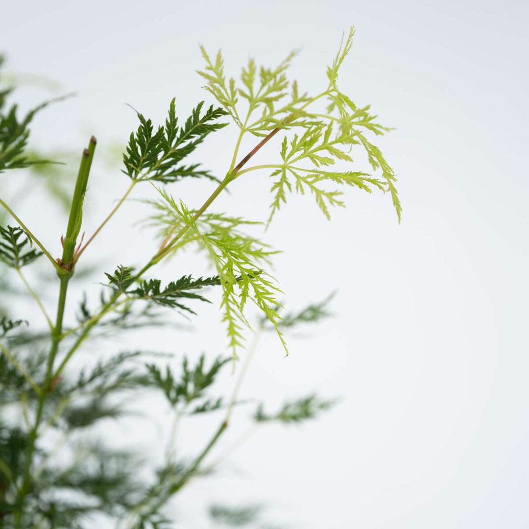 Acer palmatum 'Emerald Lace' - Japanse esdoorn