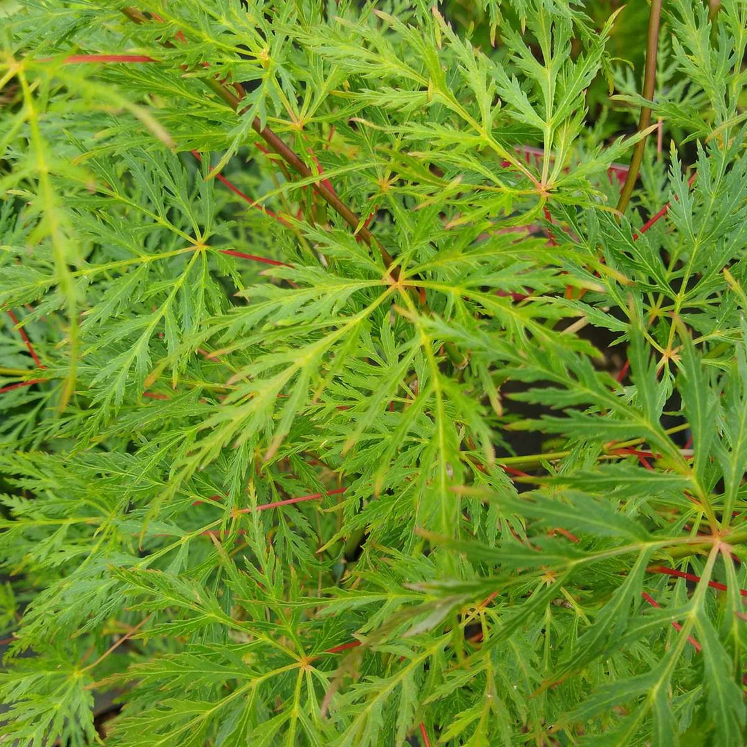 Acer palmatum 'Emerald Lace' - Japanse esdoorn