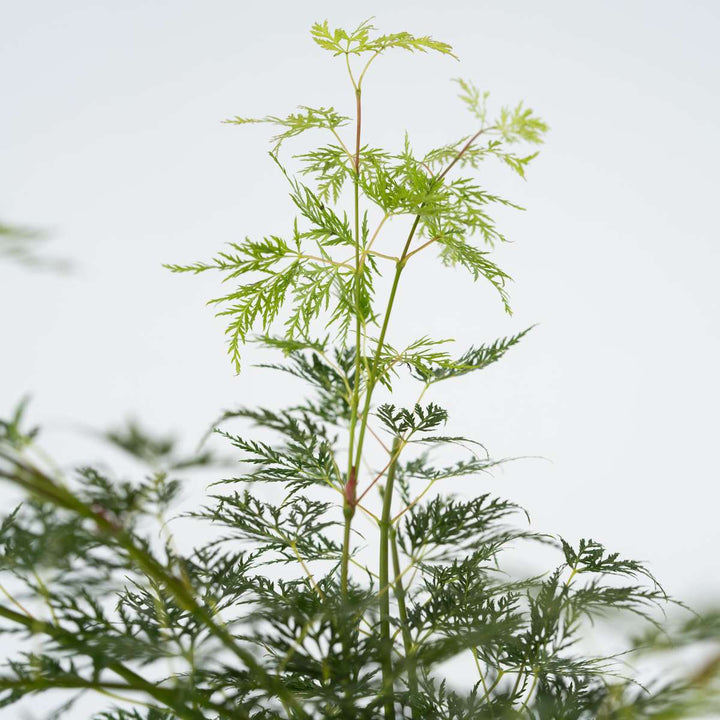 Acer palmatum 'Emerald Lace' - Set van 2 - Esdoorn