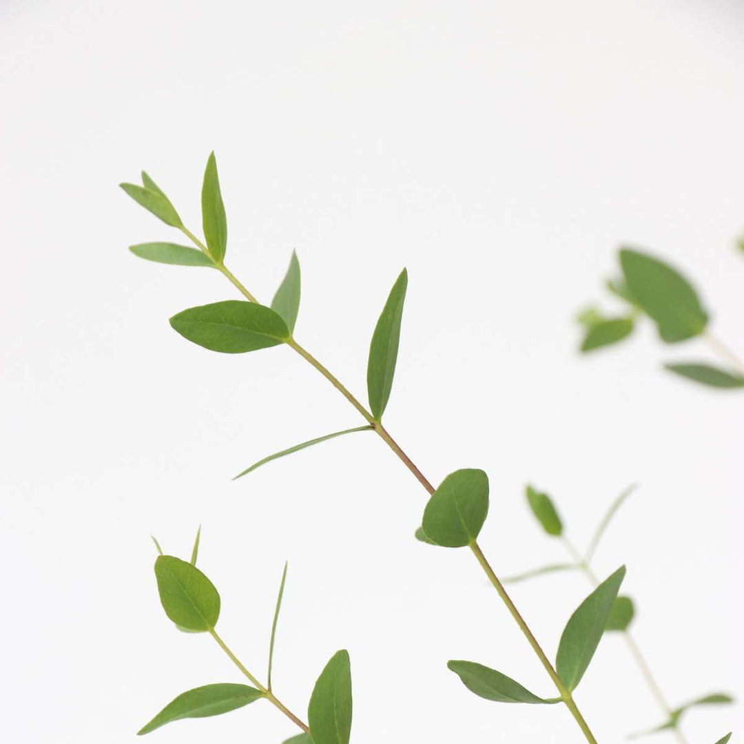 Eukaliptus parvifolia 'Oliva'