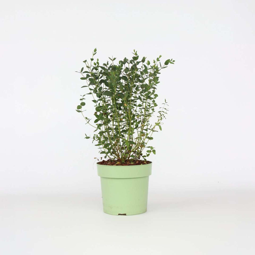 Eukaliptus parvifolia 'Oliva'