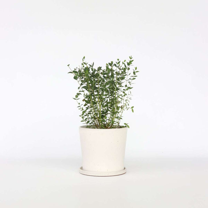 Eukaliptus parvifolia 'Oliva'