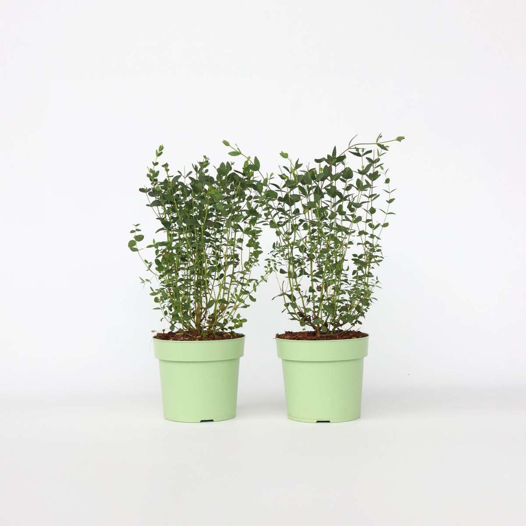 Eucalyptus parvifolia 'Oliva' - set od 2 komada