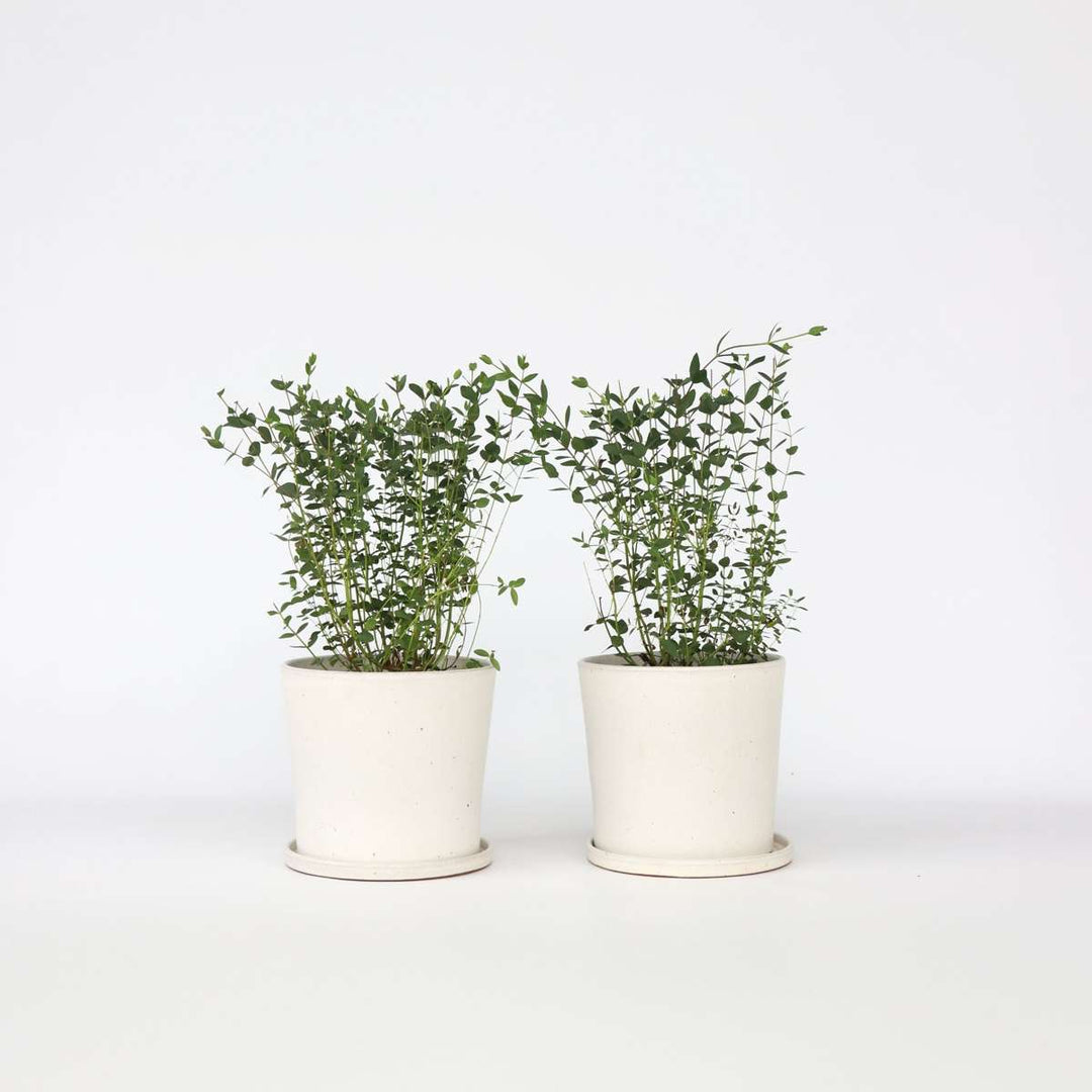 Eucalyptus parvifolia 'Oliva' - set od 2 komada