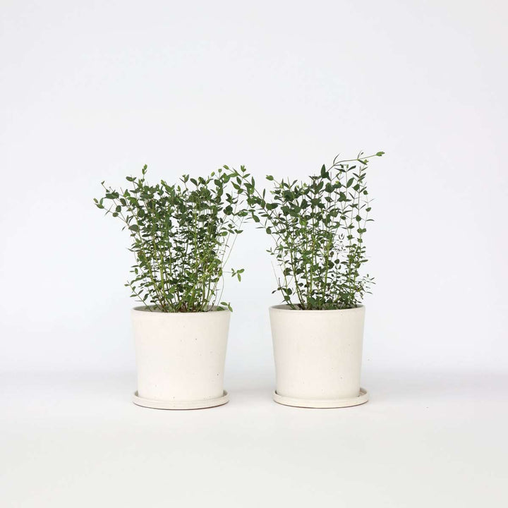 Eucalyptus parvifolia 'Oliva' - set od 2 komada