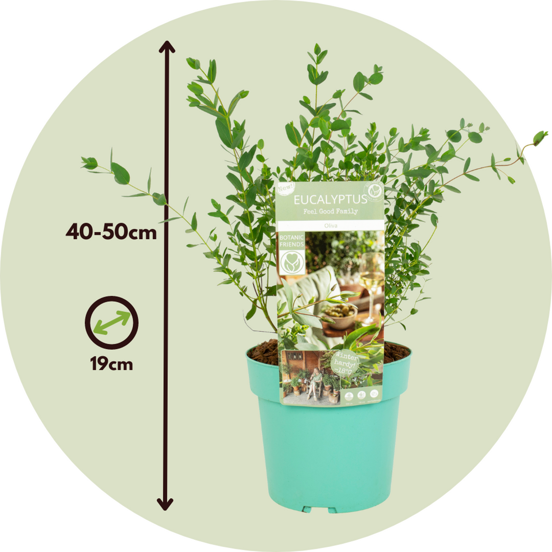 Eucalyptus parvifolia 'Oliva' - set od 2 komada