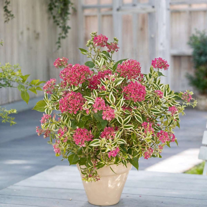 Hortenzie 'Euphorbia' - Hortenzie - Sada 2 ks - Růžová