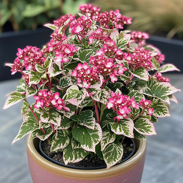 Hortenzie 'Euphorbia' - Hortenzie - Sada 2 ks - Růžová