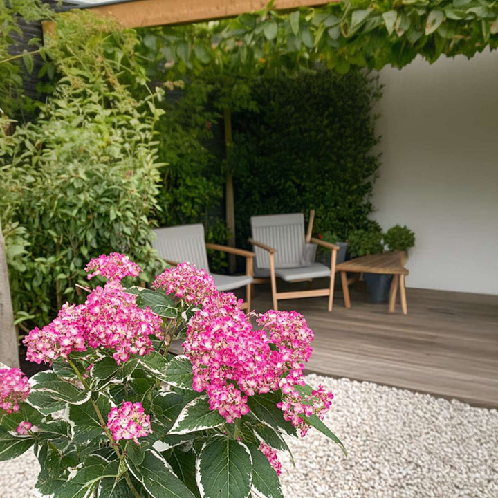 Hortenzie 'Euphorbia' - Hortenzie - Sada 2 ks - Růžová