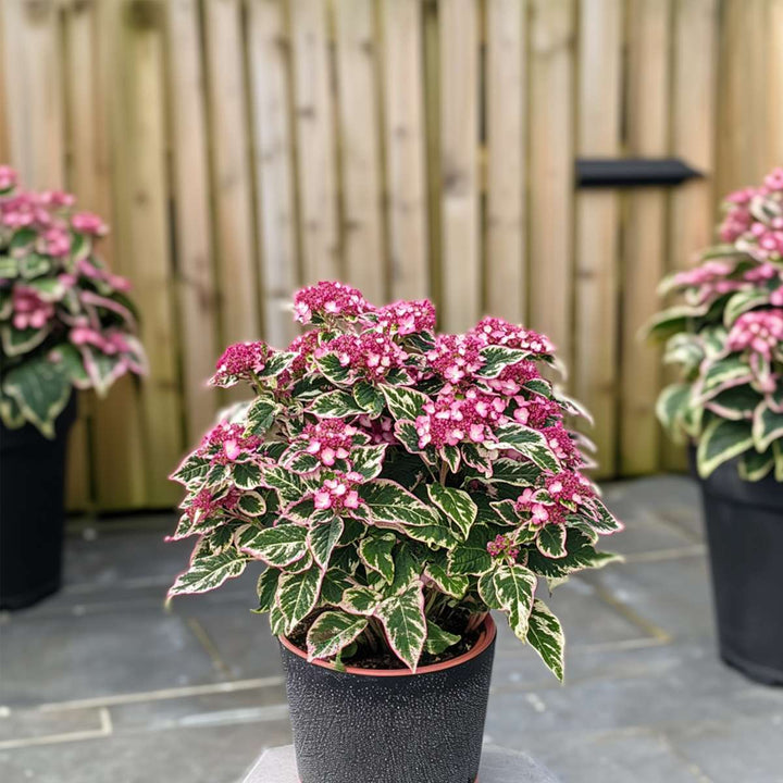 Hortenzie 'Euphorbia' - Hortenzie - Sada 2 ks - Růžová