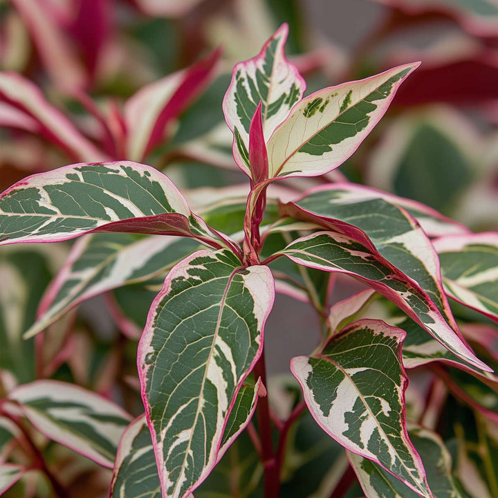 Hortenzie 'Euphorbia' - Hortenzie - Sada 2 ks - Růžová