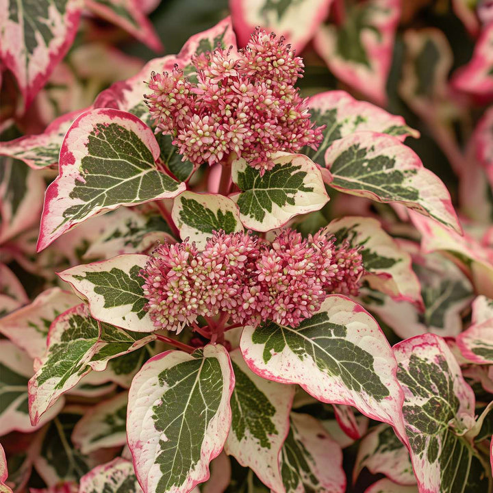 Hortenzie 'Euphorbia' - Hortenzie - Sada 2 ks - Růžová