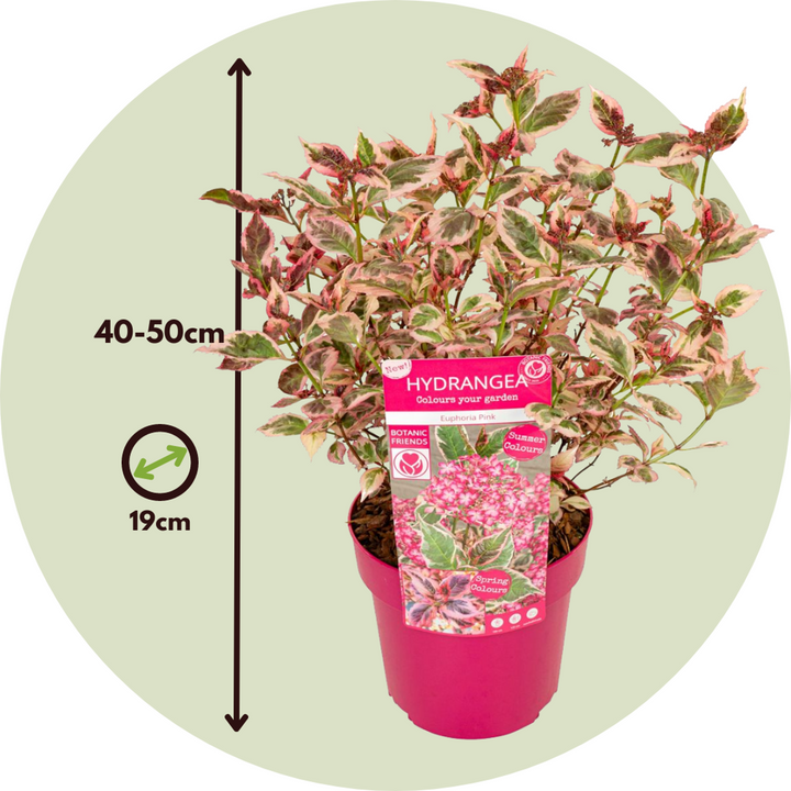 Hortenzie 'Euphorbia' - Hortenzie - Sada 2 ks - Růžová