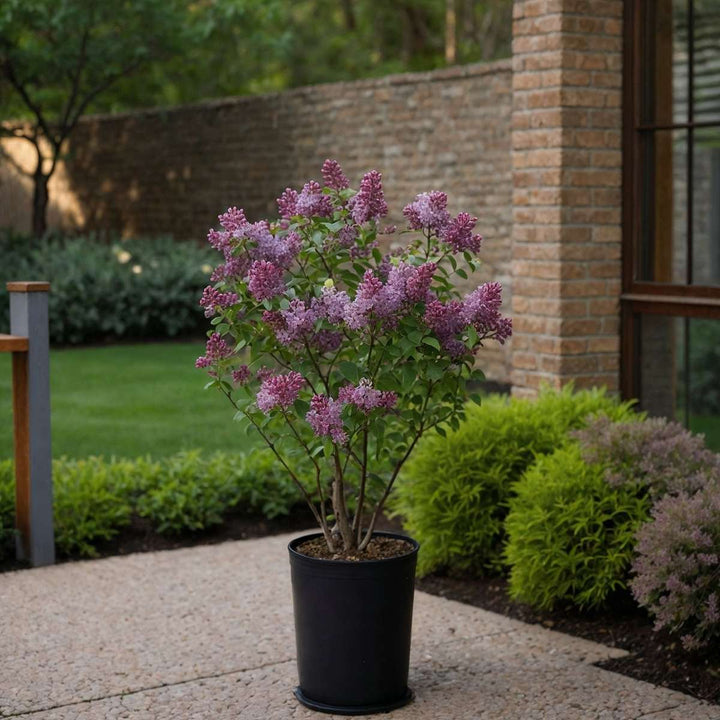 Syringa Bloomerang Dark Purple - Set van 2 - Sering