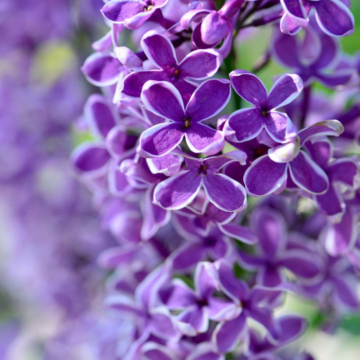 Syringa Bloomerang Dark Purple - Set van 2 - Sering