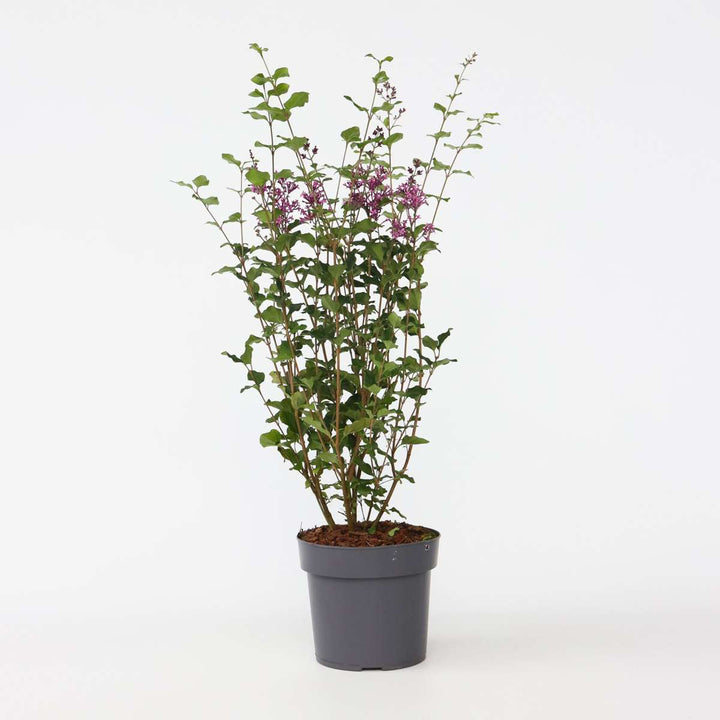 Syringa Bloomerang Dark Purple - Sering - Sierstruik