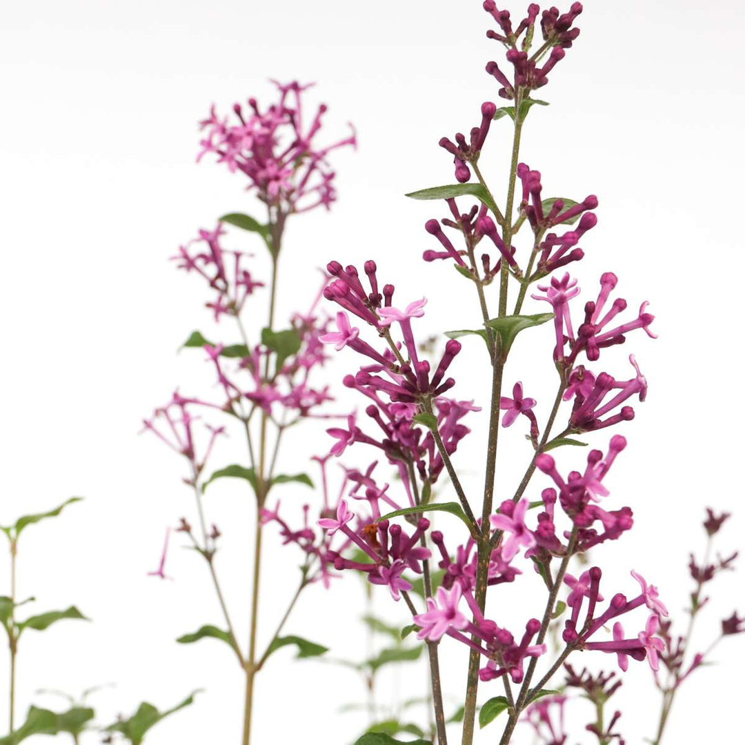 Syringa Bloomerang Dark Purple - Set van 2 - Sering