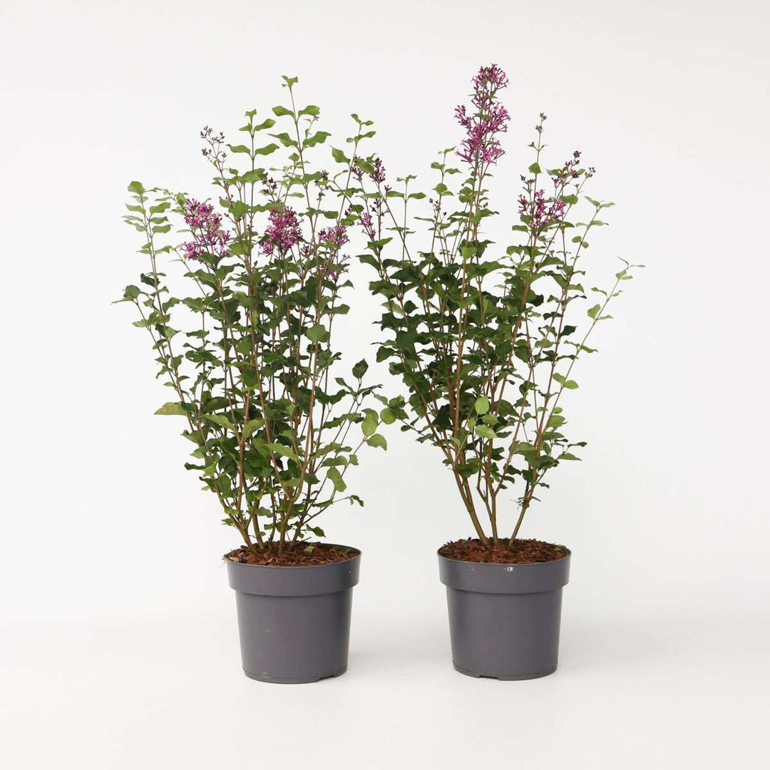 Syringa Bloomerang Dark Purple - Set van 2 - Sering