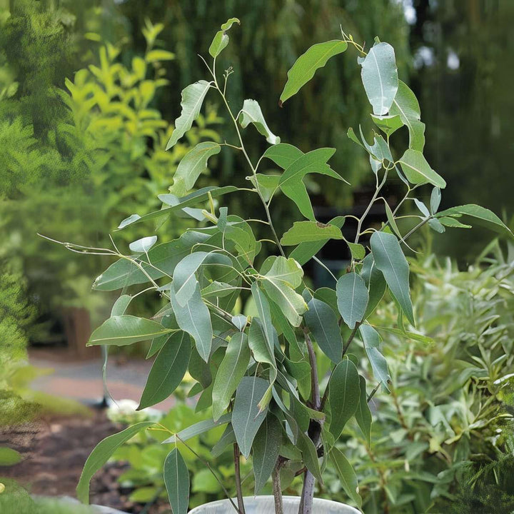 Eucalyptus 'Citriodora' - Set van 2 - Eucalyptusstruiken