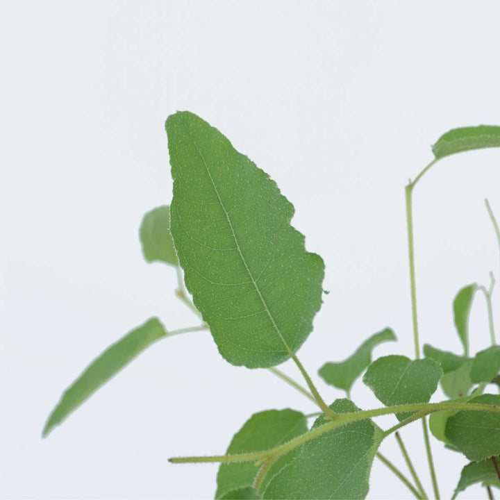 Eukaliptus 'Citriodora' - Set od 2 - grmovi eukaliptusa