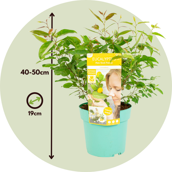 Eukaliptus 'Citriodora' - Set od 2 - grmovi eukaliptusa