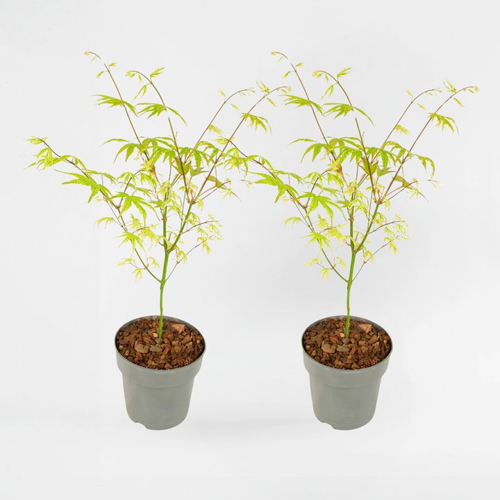 Acer palmatum 'Ukigumo' - set van 2 - Japanse esdoorn