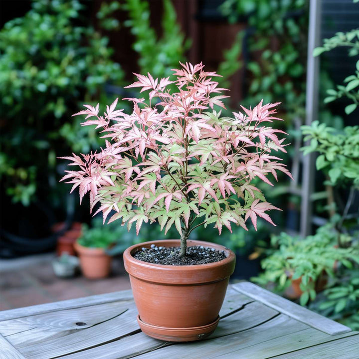 Acer Palmatum 'Taylor' - Japanse Esdoorn