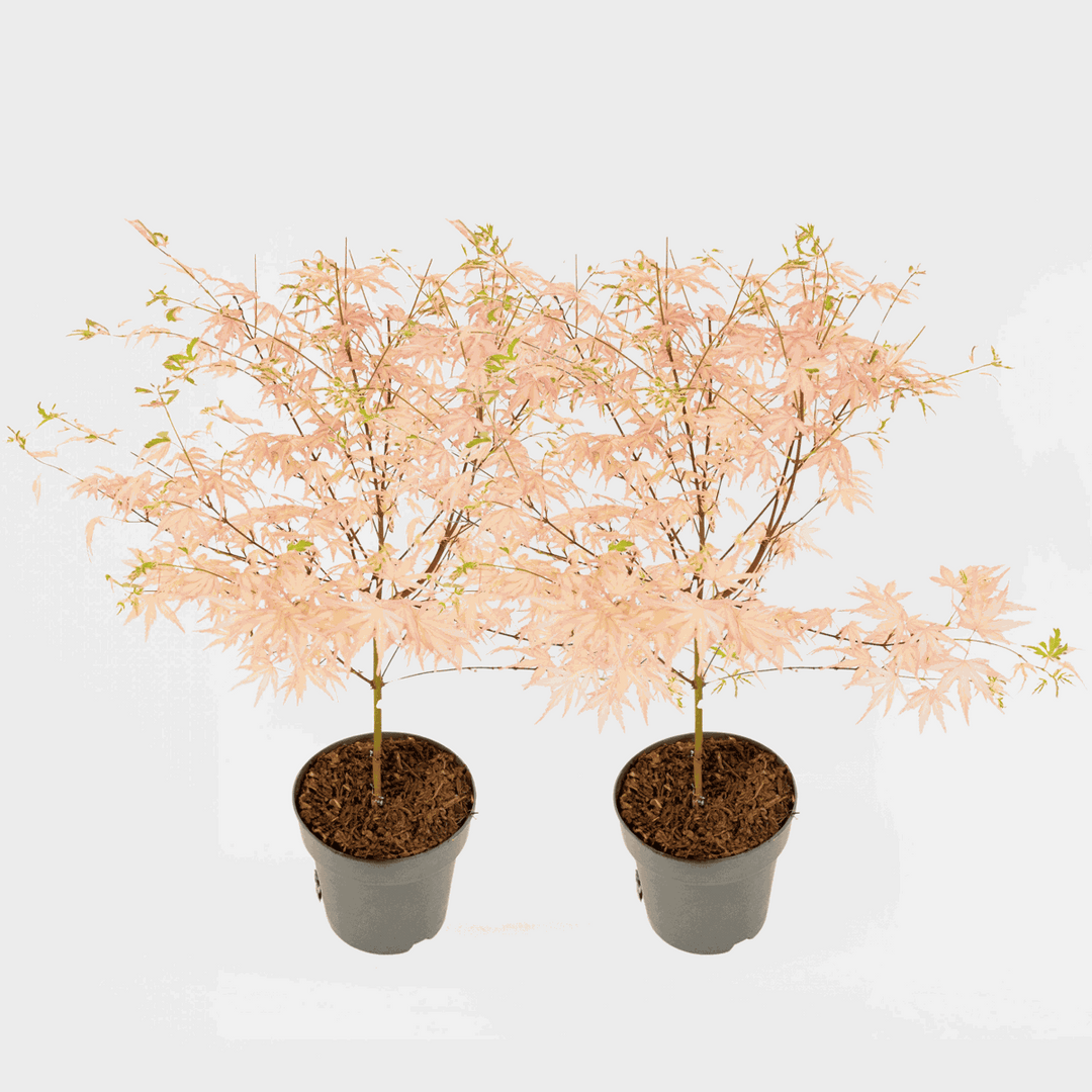 Acer palmatum 'Taylor' - Set of 2 - Japanese Maple