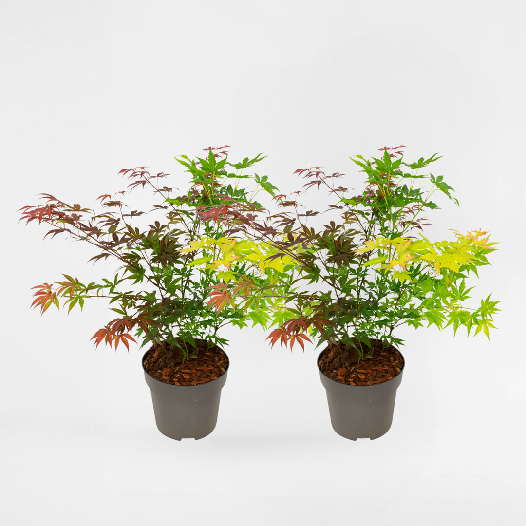 Acer palmatum 'Festival' - set od 2 komada - javor
