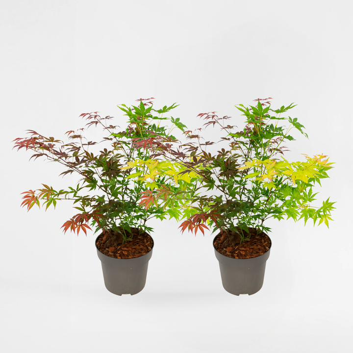 Acer palmatum 'Festival' - set od 2 komada - javor