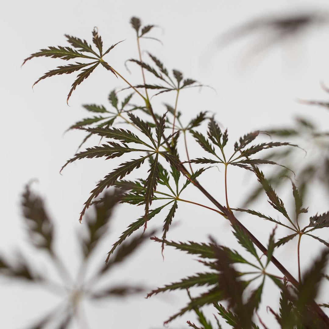 Acer palmatum 'Garnet' - Japanse esdoorn