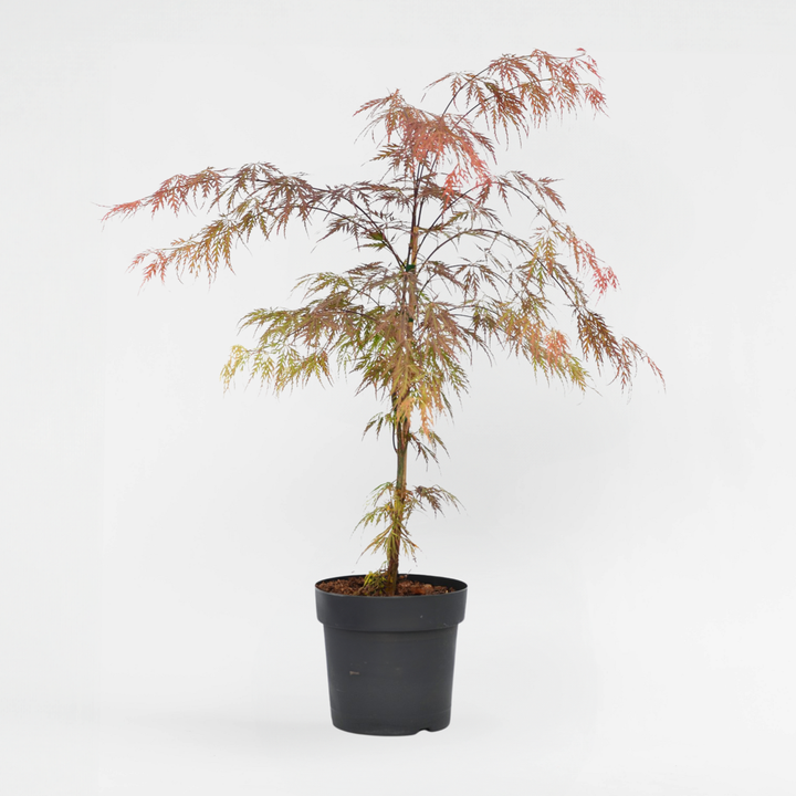 Acer palmatum 'Garnet' - japonský javor