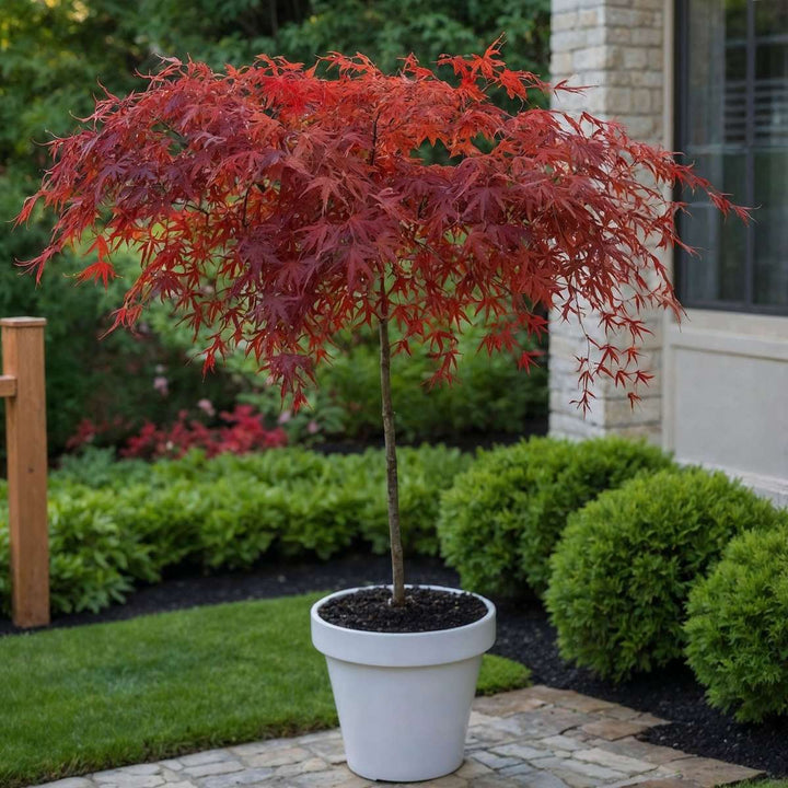 Acer palmatum 'Garnet' - Set van 2 - Esdoorn