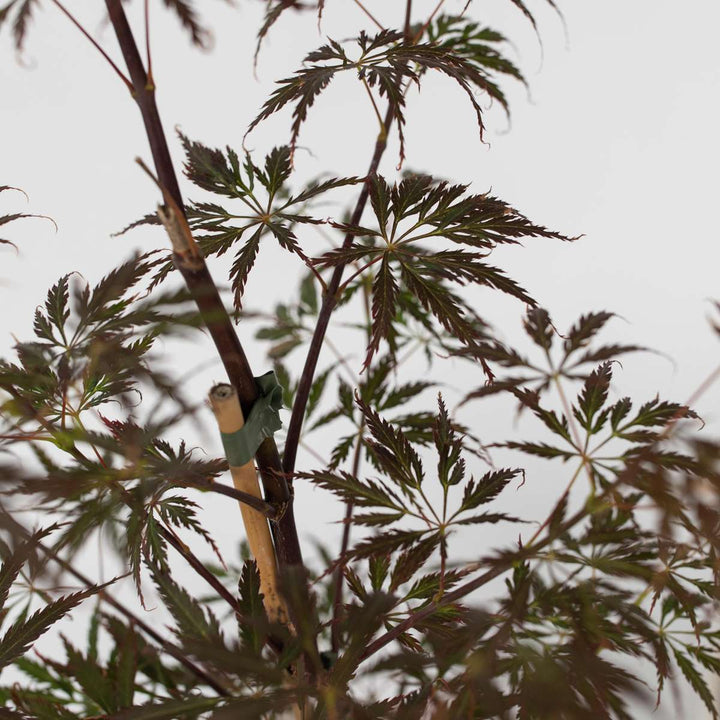 Acer palmatum 'Garnet' - Set van 2 - Esdoorn