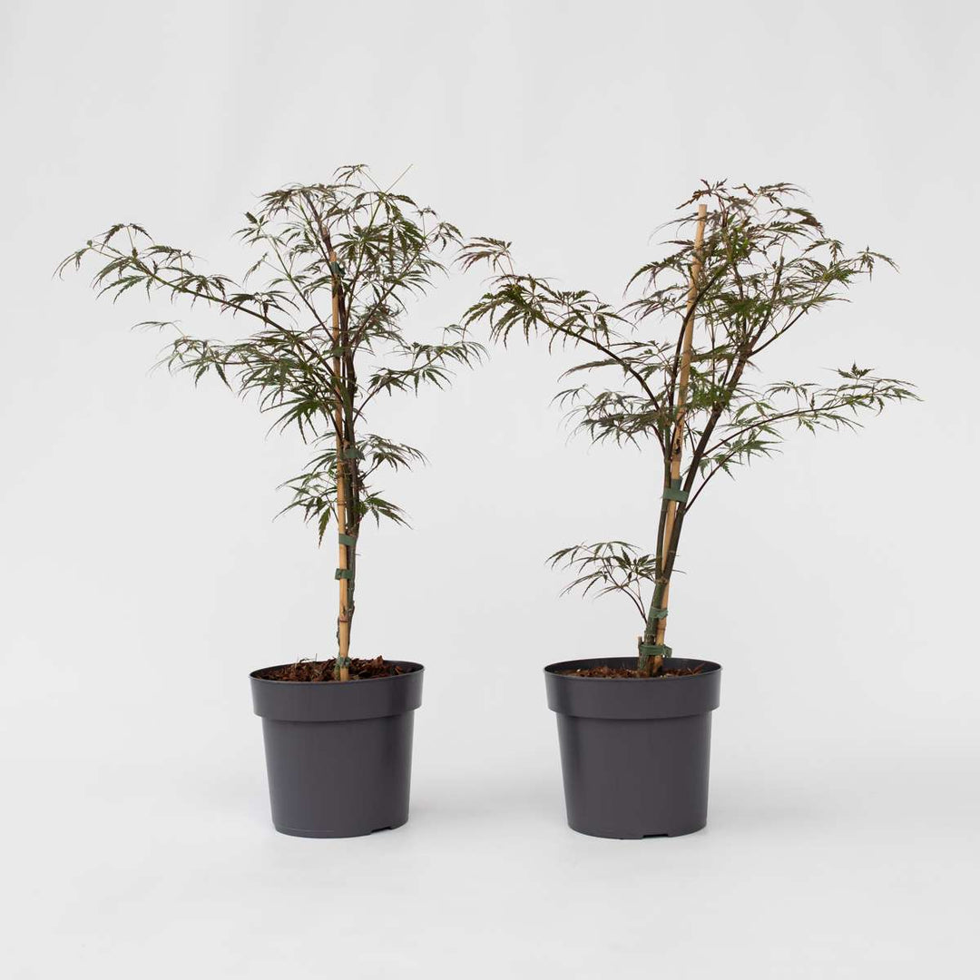 Acer palmatum 'Garnet' - Set van 2 - Esdoorn