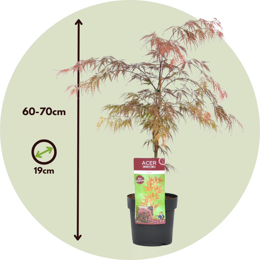 Acer palmatum 'Garnet' - Set van 2 - Esdoorn