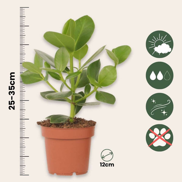 Clusia rosea 'Princess'