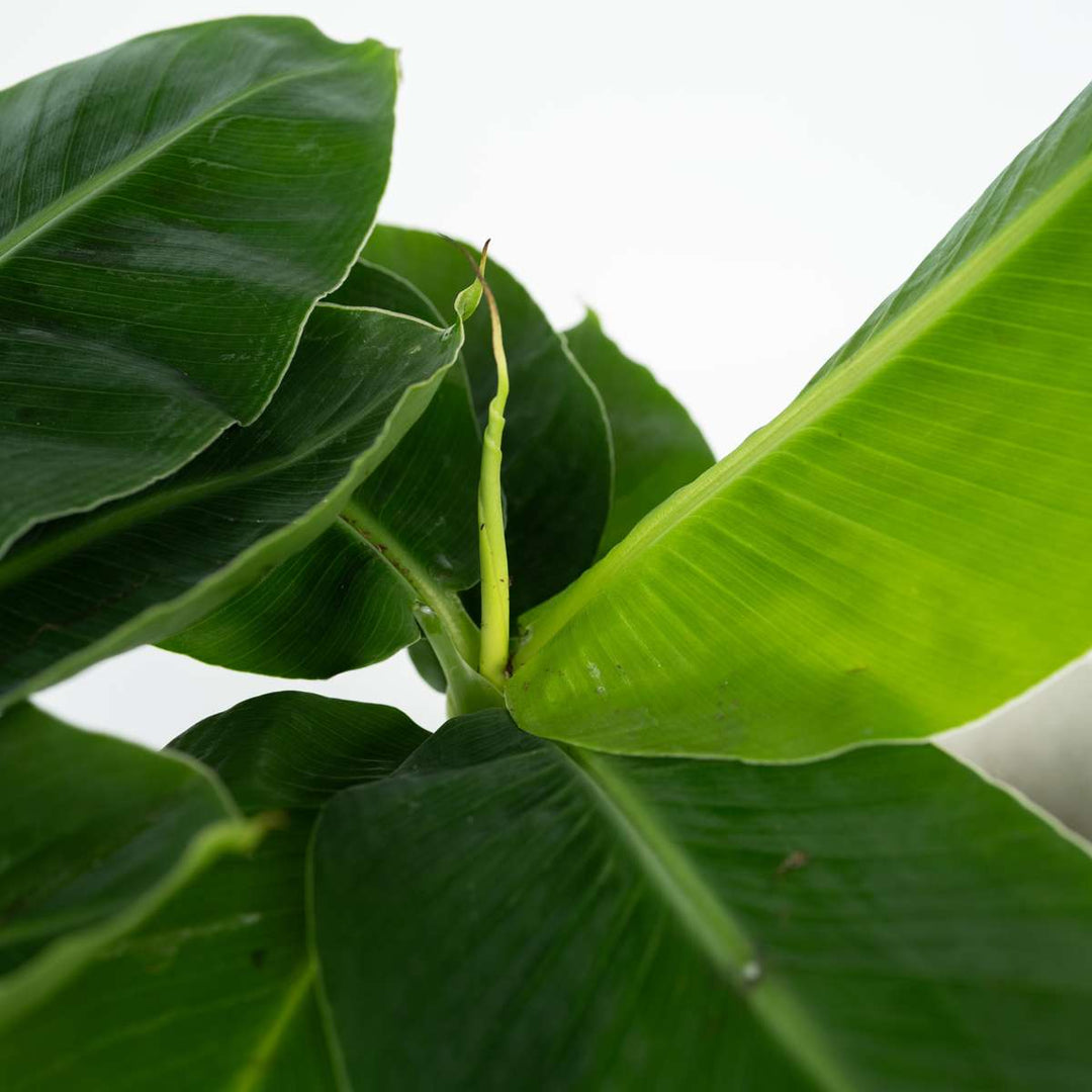 Musa 'Oriental Dwarf' - Bananenplant